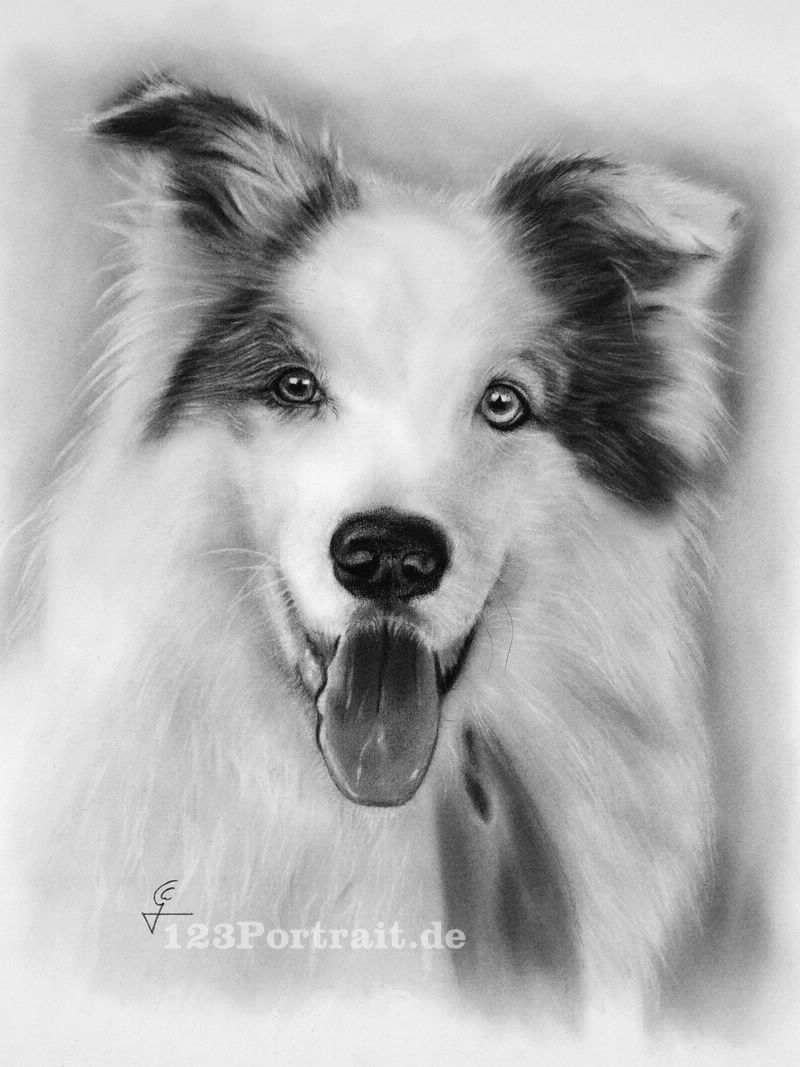 Portraitzeichnung Hund